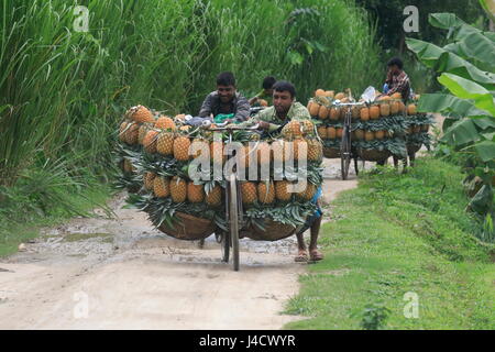 Bauern tragen reife Ananas auf Fahrrädern, sie zu einen nahe gelegenen Markt in Madhupur in Tangail, Bangladesch verkaufen. Stockfoto