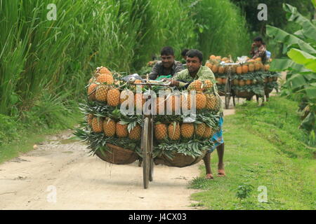 Bauern tragen reife Ananas auf Fahrrädern, sie zu einen nahe gelegenen Markt in Madhupur in Tangail, Bangladesch verkaufen. Stockfoto
