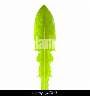 Löwenzahn Blätter auf einem weißen Hintergrund. Stockfoto