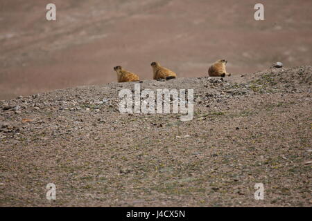 Gopher kleine afrikanische Säugetier Tier Stockfoto