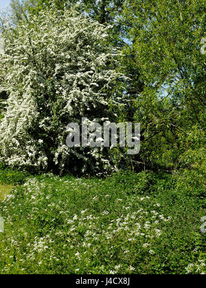 Ein Weißdorn Baum in voller Blüte an einem sonnigen Tag im Mai mit weissen Kuh Petersilie im Vordergrund. Stockfoto