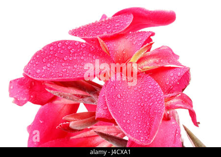 Rötlich rosa Canna Lily Fower mit Tropfen Wasser isoliert auf weißem Hintergrund. Stockfoto