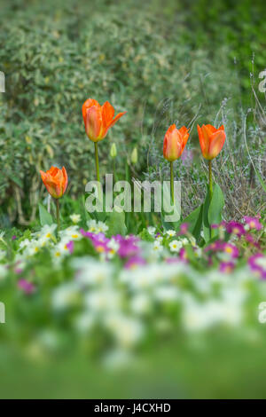 Orange Tulpen und Primeln wachsen zusammen in eine Blume-Grenze. Stockfoto