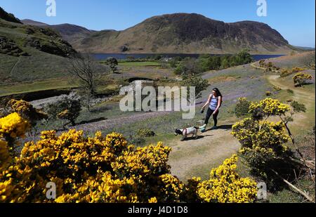 Natalie Coates aus Drifield in East Yorkshire führt durch einen Patch von Glockenblumen am Rannerdale Knott im Lake District. Stockfoto