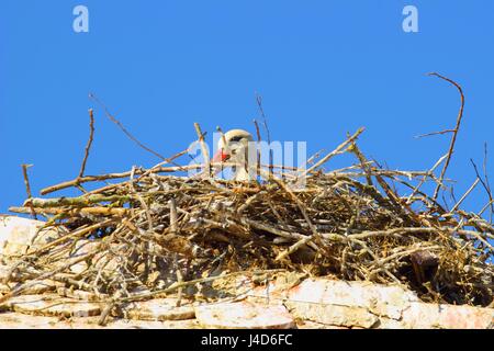 Storch im nest Stockfoto