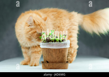 Flauschige große Orange Perserkatze neugierig auf neue gewachsenen grünen organischen Sonnenblume Sprossen in einem Blumentopf hergestellt aus Pflanzenfasern auf weiße Oberfläche mit grau Stockfoto