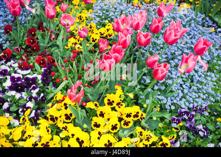 Bunte dekorative Blumen Garten Blumenbeet. Hintergrundfoto mit selektiven Fokus Stockfoto