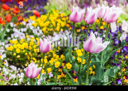 Bunte dekorative Blumen Garten Blumenbeet. Hintergrundfoto mit selektiver Weichzeichner Stockfoto