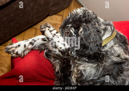 Hund auf dem Bett Stockfoto