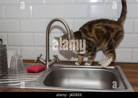 Katze-Getränke-Leitungswasser Stockfoto