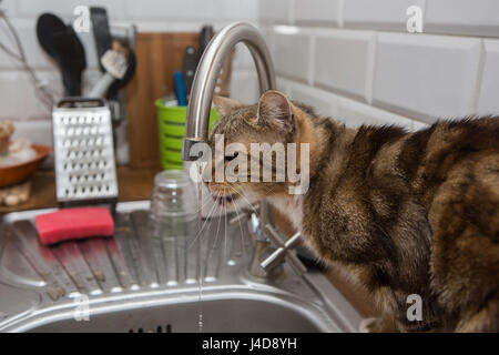 Katze-Getränke-Leitungswasser Stockfoto