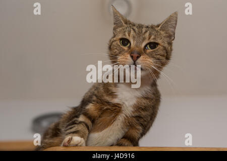 Katze-Getränke-Leitungswasser Stockfoto