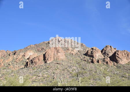 Saguaro Nationalmonument Stockfoto