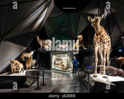 Naturwissenschaft-Ausstellungsfläche. Musée des Confluences, Lyon, Frankreich. Architekt: Coop Himmelb (l) au, 2014. Stockfoto