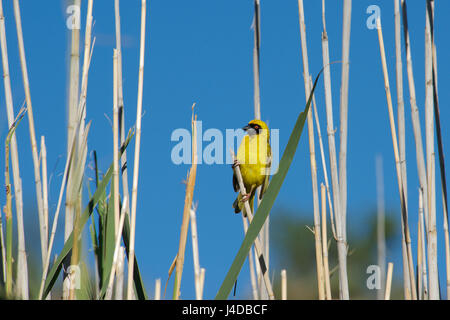 Südlichen maskierte Webervogel Karoo Eastern Cape-Südafrika Stockfoto