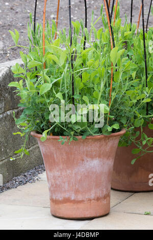 Platterbse man. Süße Erbsen in eine große Terrakotta-Topf, unterstützt durch einen Stick Wigwam Rahmen im Frühjahr. UK Stockfoto