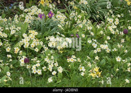 Primula Vulgaris und Primula Vulgaris Subspecies Sibthorpii. Primel-Blumen im Frühjahr. UK Stockfoto