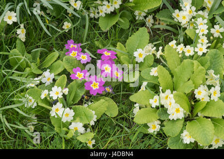 Primula Vulgaris und Primula Vulgaris Subspecies Sibthorpii. Primel-Blumen im Frühjahr. UK Stockfoto