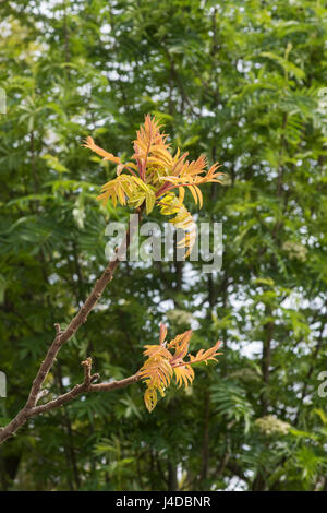 Rhus Typhina 'Glanz'. Sumach "Ausstrahlung". Staghorn Sumach verlässt im April. UK Stockfoto