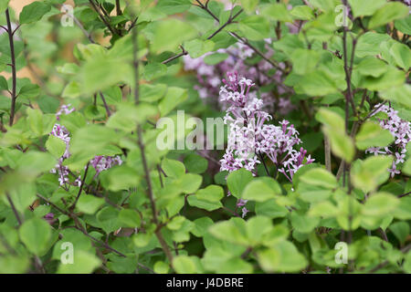 Syringa "Rote Pixie". Zwerg-Flieder blüht im Frühling Stockfoto