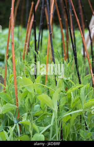 Platterbse man. Süße Erbsen in eine große Terrakotta-Topf, unterstützt durch einen Stick Wigwam Rahmen im Frühjahr. UK Stockfoto