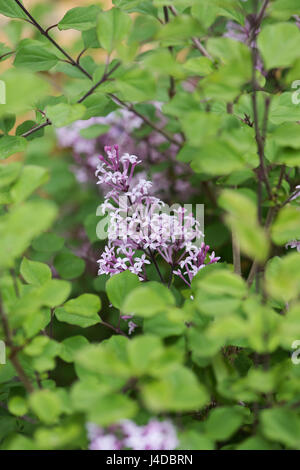 Syringa "Rote Pixie". Zwerg-Flieder blüht im Frühling Stockfoto