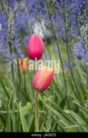 Tulipa "Aleppo". Gefranste Tulpen unter Camassia Leichtlinii Blüten im April Stockfoto