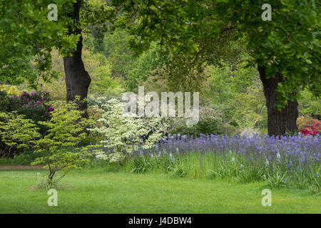 RHS Wisley Gärten mit Eichen, Cornus Sträucher und Camassia Leichtlinii Blüten Anfang Mai. Surrey, England Stockfoto