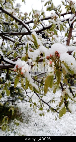 10. Mai 2017 unerwartet geschneit.  Russland, Moscow Region, Mozhaysk.The Knospen und Birnenbäume im Schnee. Stockfoto