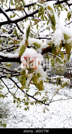 10. Mai 2017 unerwartet geschneit.  Russland, Moscow Region, Mozhaysk.The Knospen und Birnenbäume im Schnee. Stockfoto