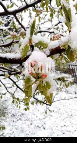 10. Mai 2017 unerwartet geschneit.  Russland, Moscow Region, Mozhaysk.The Knospen und Birnenbäume im Schnee. Stockfoto