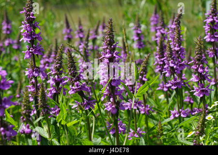 Niederwendischen Palustris, Sumpf Woundwort, Marsh Hedgenettle, Hedge-Brennessel, Stockfoto
