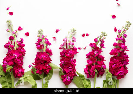 Burgund Lager Blumen Stockfoto