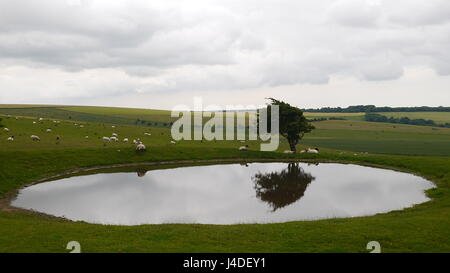 Baum an einem Teich in der Sussex Downs Stockfoto