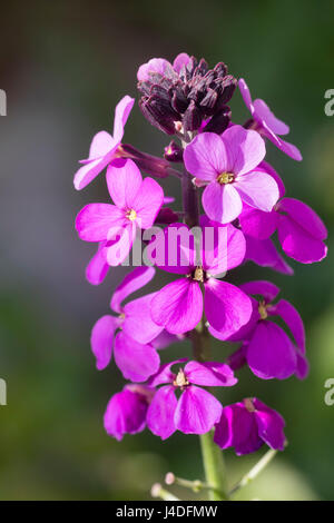 Hell lila Blüten der strauchartigen mehrjährige Mauerblümchen sehr lange Blütezeit, Wegrauke 'Bowles Mauve' Stockfoto