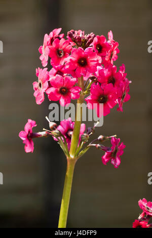 Quirlen von Black eyed rote Blumen das asiatische Kandelaber Primula, Primula Japonica 'Millers Crimson' Stockfoto