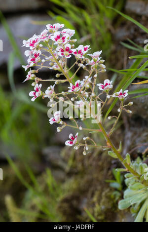 Rosette bilden Steinbrech, Saxifraga Southside Seedling, wachsen und blühen in den Ritzen von einer alten Steinmauer Stockfoto