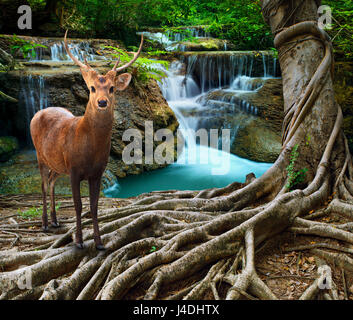 Sambar Hirsche stehen neben Bayan Baumwurzel vor Kalk Stein Wasserfälle in Tiefe und Reinheit Waldnutzung für wildes Leben in Natur-Thema Stockfoto