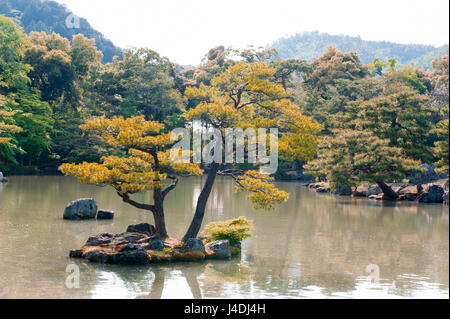 Pinus Thunbergii oder japanische Schwarzkiefer wachsen auf einer kleinen Insel in der Nähe von Kinkaku-Ji oder der goldene Pavillon Tempel in Kyoto, Japan Stockfoto