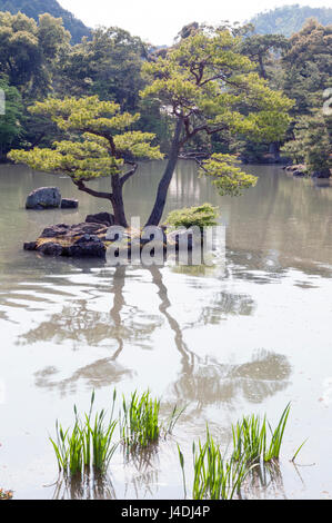 Pinus Thunbergii oder japanische Schwarzkiefer wachsen auf einer kleinen Insel in der Nähe von Kinkaku-Ji oder der goldene Pavillon Tempel in Kyoto, Japan Stockfoto