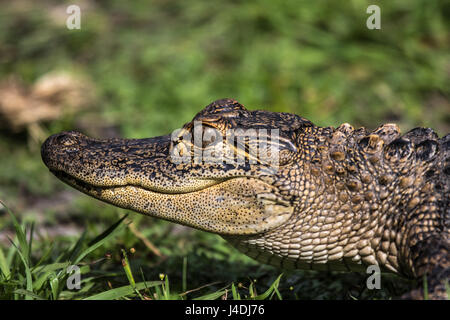 Kopf einer jungen Alligator Stockfoto