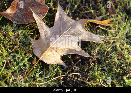Ahornblatt bedeckt durch Frost auf dem Rasen an einem Dezembermorgen. Erste Anzeichen des Winters. Stockfoto