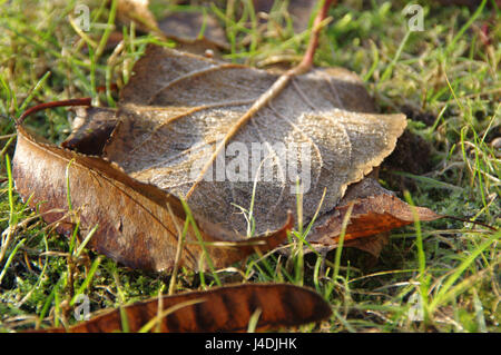 Blatt von Frost auf dem Rasen an einem Dezembermorgen abgedeckt. Erste Anzeichen des Winters. Stockfoto