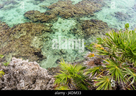 Palmen auf einer Klippe über dem kristallklaren Wasser des Roatan Barrier Reef in West Bay, Roatan, Honduras Stockfoto