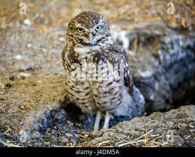 Kanincheneule (Athene Cunicularia), Gefangenschaft, Manitoba, Kanada Stockfoto