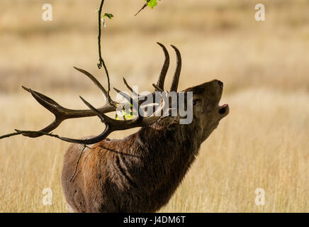 Red Deer Rut (Cervus Elaphus) Hirsch brüllen aufrufen oder hallten und Geweih, um Revier auf Eiche zu markieren zweigt bei strahlendem Sonnenschein Stockfoto