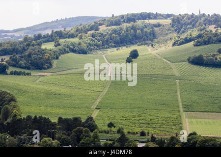Blick über die Weinberge Denbies Wine Estate, an den Hängen der North Downs, Dorking, von der Spitze der Box Hill, Surrey, England Stockfoto
