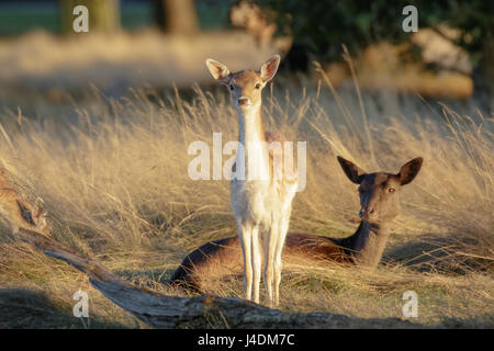 Damwild (Dama Dama) fawn und Mutter weibliche Doe hinter bei Sonnenuntergang Stockfoto