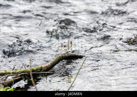 Graue Bachstelze, Motacilla Cinerea im Fluss Coln, Bibury, Gloucestershire, England, UK Stockfoto