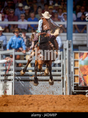 ARCADIA, FLORIDA - März 9 - Pferd Ruckeln Wettbewerbe während der berühmten 84. All-Florida Championship Rodeo am 9. März 2012 in Arcadia, Florida. Stockfoto